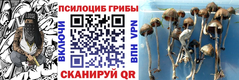 площадка как зайти  Тайга  Галлюциногенные грибы ЛСД 